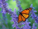 Butterfly on flower