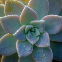 Photo credit to Ranmali Kirinde via Unplash - Photo of a succulent on a page describing mindfulness strategies to reduce stress.